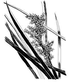 coastal sword sedge