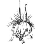 The story of the Banskia