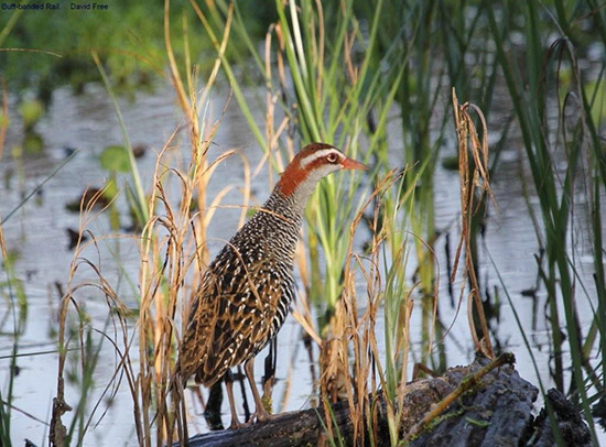 Buff-Banded Rail, by David Free