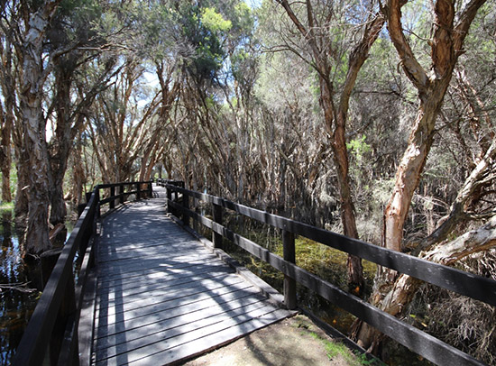 Herdsman Lake Boardwalk