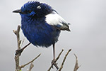 White Winged Fairywren by Joyce Rubelli