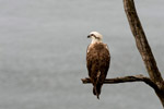 Osprey at Rest by Robert Pickard